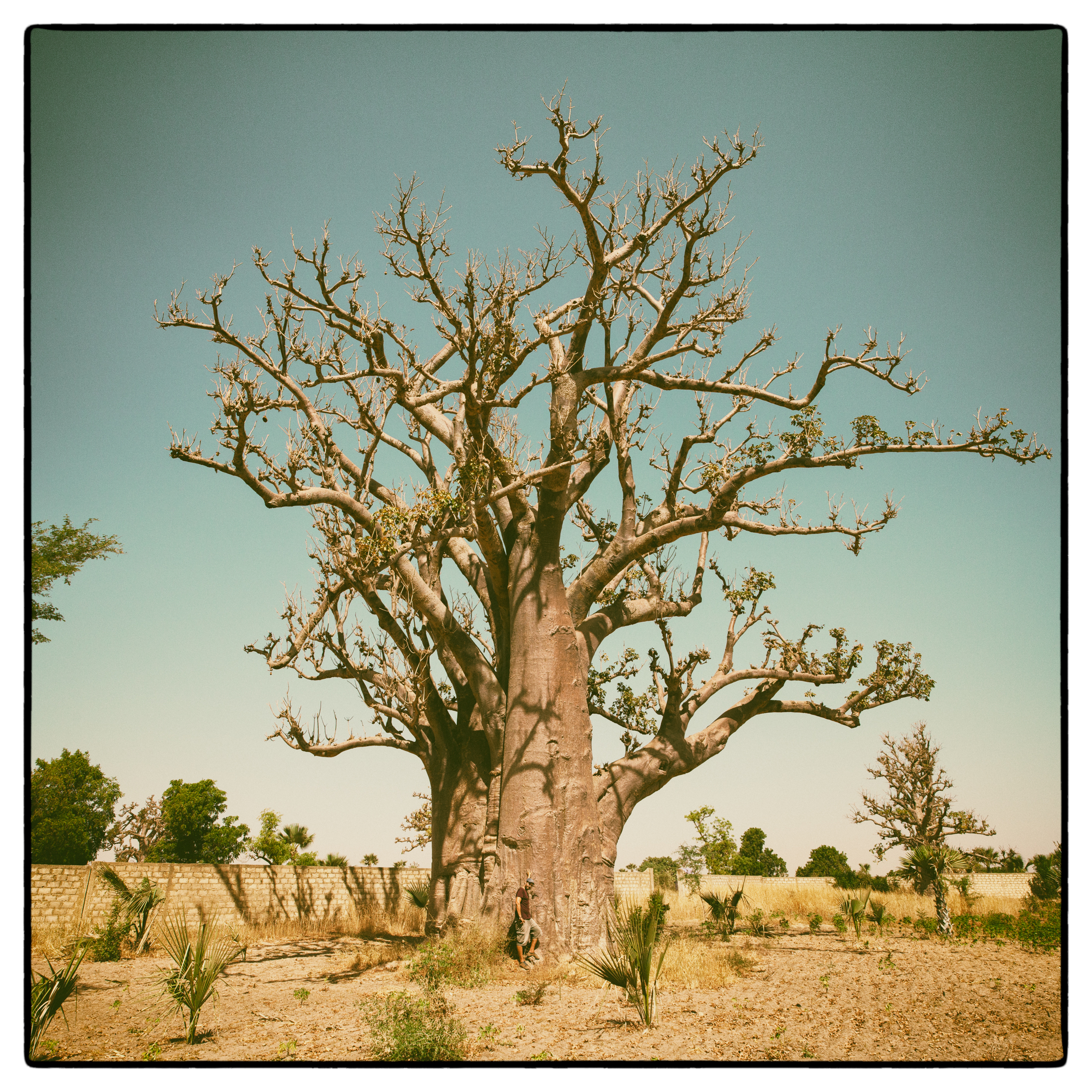 Baobab #1